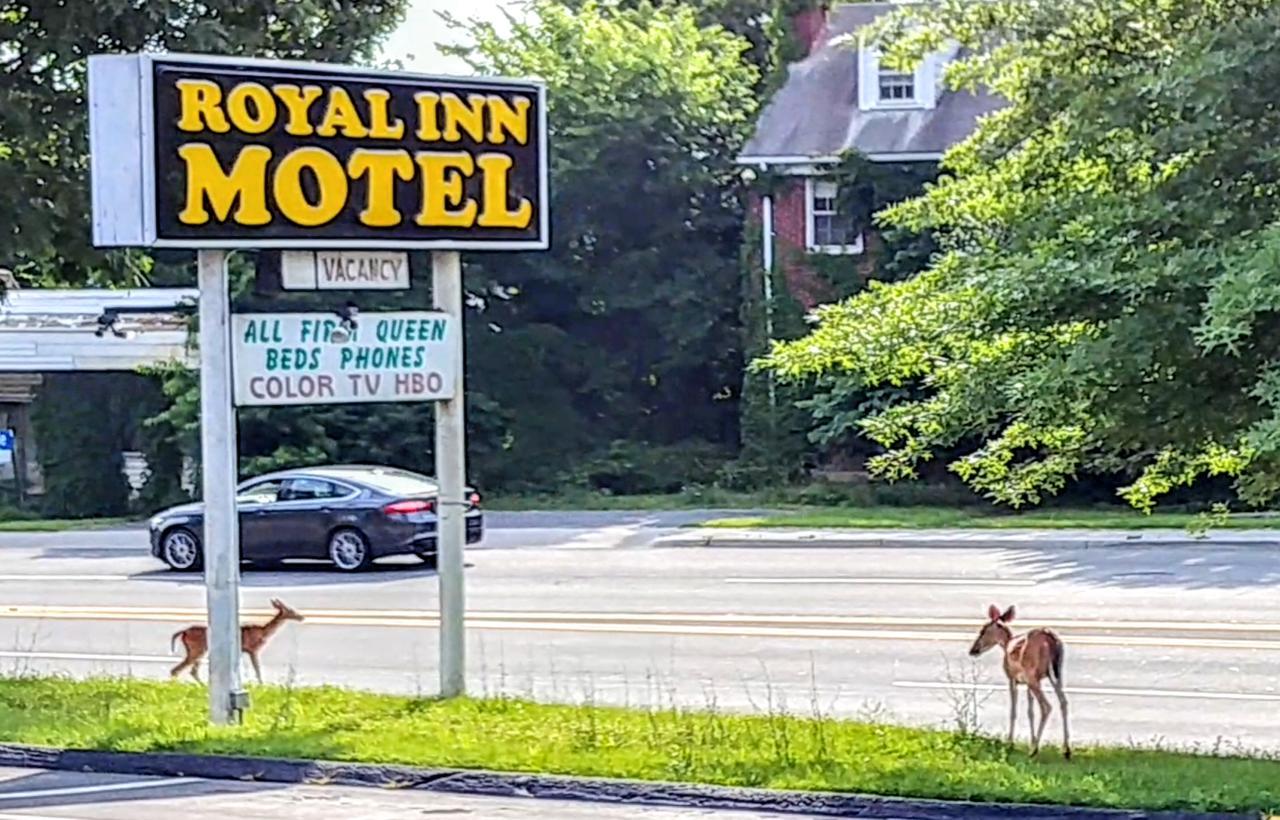 Royal Inn Motel Front Royal Buitenkant foto
